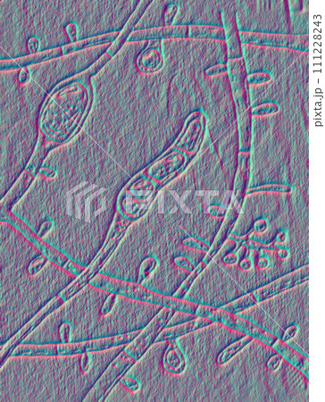 Fungus Trichophyton tonsurans, 3D illustration 111228243
