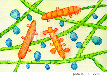 Fungus Trichophyton rubrum, hand-drawn illustration 111228255