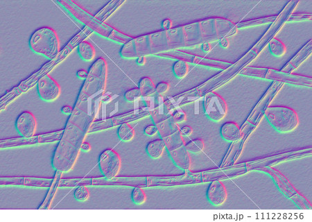 Fungus Trichophyton rubrum, 3D illustration 111228256