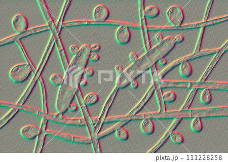 Fungus Trichophyton rubrum, 3D illustration Fungus Trichophyton rubrum, 3D illustration 111228258