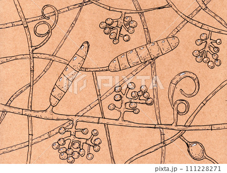 Fungus Trichophyton rubrum, hand-drawn illustration Fungus Trichophyton rubrum, hand-drawn illustration 111228271