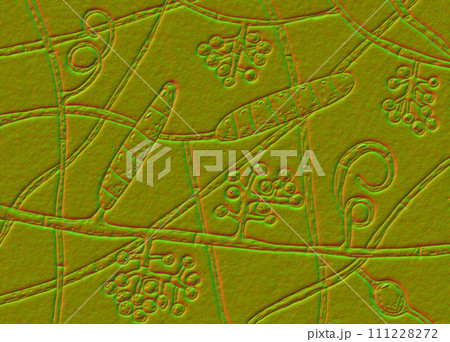 Fungi Trichophyton mentagrophytes, 3D illustration 111228272