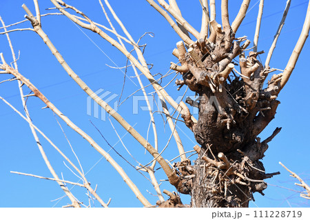 冬の桑畑(枯桑) 冬の桑畑(枯桑) 111228719