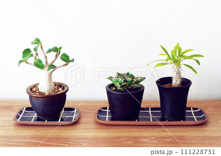 美しい観葉植物 111228731