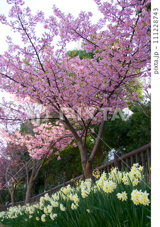満開の桜と水仙 満開の桜と水仙 111228743