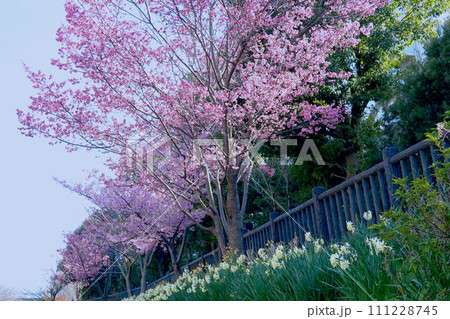 満開の桜と水仙 満開の桜と水仙 111228745