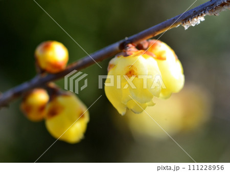 春の訪れを告げるロウバイの花 111228956