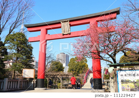 亀戸天神の梅まつり　鳥居と紅梅　うめ　亀戸天満宮　東京都江東区亀戸 111229427
