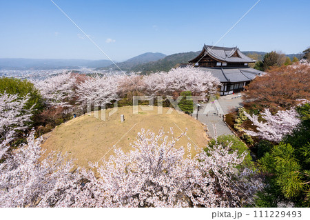 将軍塚と桜  青龍殿青蓮院門跡 111229493