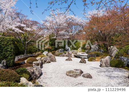 桜の日本庭園  将軍塚青龍殿青蓮院門跡 111229496