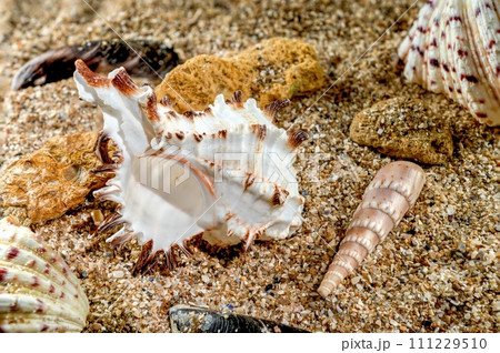 Murex Indivia Longspine Shell on the sand Murex Indivia Longspine Shell on the sand 111229510