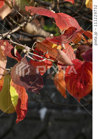 晩秋11月取り残されたハナミズキの赤い木の実 111229732