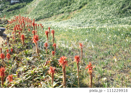 爪木崎野水仙群生地 爪木崎野水仙群生地 111229918