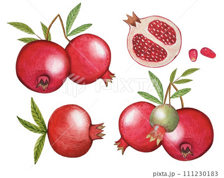 Hand drawn ripe pomegranates, watercolor illustration 111230183