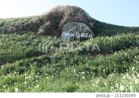 爪木崎野水仙群生地 爪木崎野水仙群生地 111230269