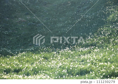 爪木崎野水仙群生地 爪木崎野水仙群生地 111230279