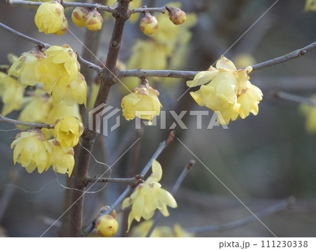 家の庭に咲いた蝋梅の花 家の庭に咲いた蝋梅の花 111230338