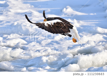 オオワシ、羅臼の流氷、知床半島、北海道 111230683