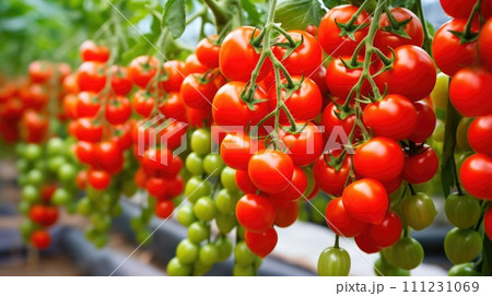 vegetables Cherry Tomatoes production and cultivation, green business, entrepreneurship harvest. Copy Space vegetables Cherry Tomatoes production and cultivation, green business, entrepreneurship harvest. Copy Space 111231069