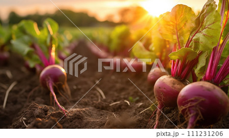 vegetables beet production and cultivation, green business, entrepreneurship harvest. Beautiful 111231206