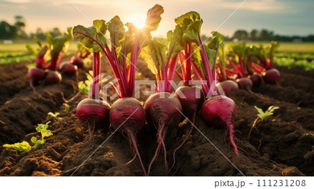 vegetables beet production and cultivation, green business, entrepreneurship harvest. sun 111231208