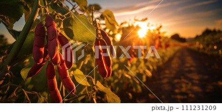 vegetables beans production and cultivation, green business, entrepreneurship harvest. sunset 111231209
