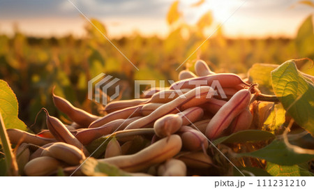 vegetables beans production and cultivation, green business, entrepreneurship harvest. Lie 111231210