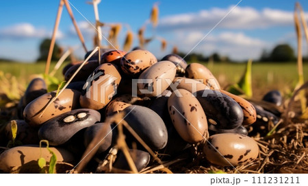 vegetables beans production and cultivation, green business, entrepreneurship harvest. Dry 111231211