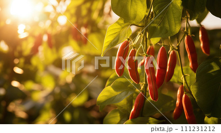 vegetables beans production and cultivation, green business, entrepreneurship harvest. sun 111231212
