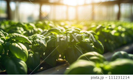 vegetables basil production and cultivation, green business, entrepreneurship harvest. leaves 111231214