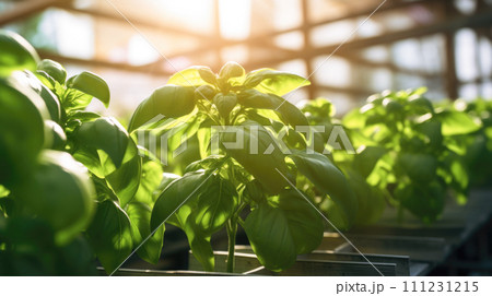 vegetables basil production and cultivation, green business, entrepreneurship harvest. stalk 111231215