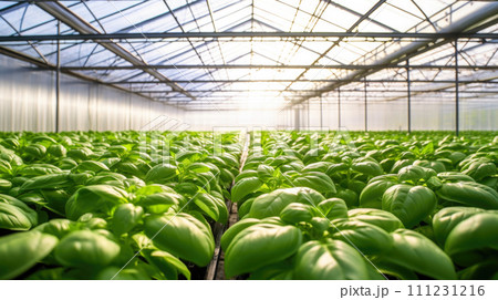 vegetables basil production and cultivation, green business, entrepreneurship harvest. Copy Space 111231216