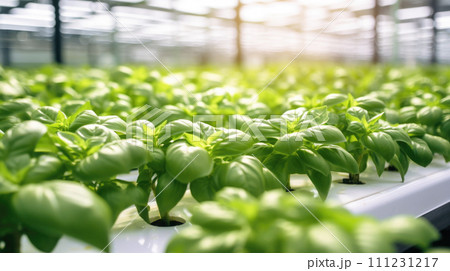 vegetables basil production and cultivation, green business, entrepreneurship harvest. juicy 111231217