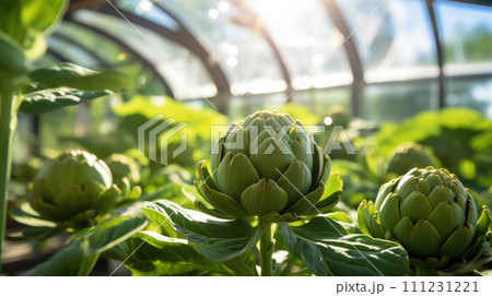 artichoke vegetables production and cultivation, green business, entrepreneurship harvest. useful artichoke vegetables production and cultivation, green business, entrepreneurship harvest. useful 111231221