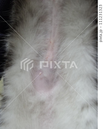 アメショー ごま 縫合抜糸後 アメショー ごま 縫合抜糸後 111231323