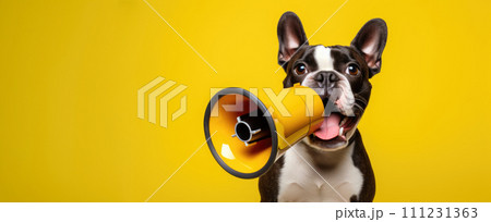 dog poses with megaphone on vivid yellow background. 111231363
