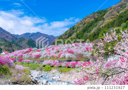 【桃源郷】阿智村の花桃の里【長野県】 111231927