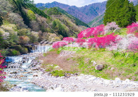 【桃源郷】阿智村の花桃の里【長野県】 111231929