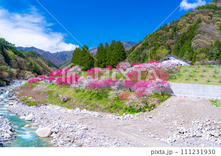 【桃源郷】阿智村の花桃の里【長野県】 【桃源郷】阿智村の花桃の里【長野県】 111231930