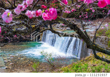 【桃源郷】阿智村の花桃の里【長野県】 【桃源郷】阿智村の花桃の里【長野県】 111231937