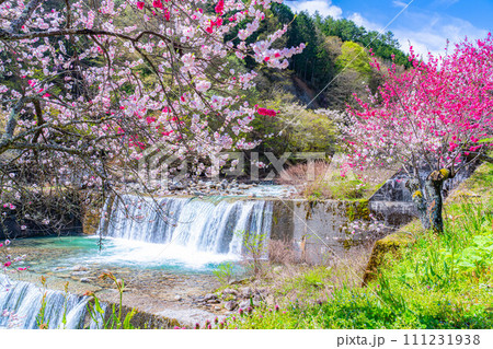 【桃源郷】阿智村の花桃の里【長野県】 【桃源郷】阿智村の花桃の里【長野県】 111231938
