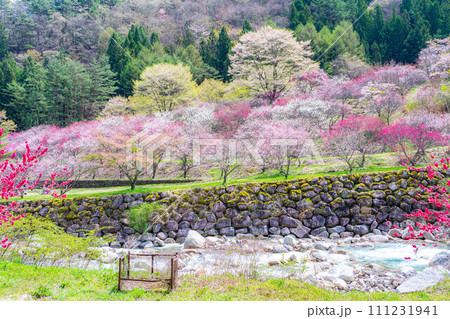 【桃源郷】阿智村の花桃の里【長野県】 【桃源郷】阿智村の花桃の里【長野県】 111231941