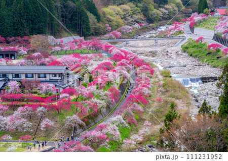 【桃源郷】阿智村の花桃の里【長野県】 【桃源郷】阿智村の花桃の里【長野県】 111231952