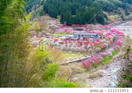 【桃源郷】阿智村の花桃の里【長野県】 【桃源郷】阿智村の花桃の里【長野県】 111231953