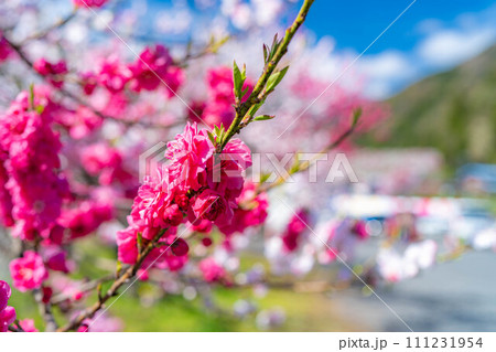 【桃源郷】阿智村の花桃の里【長野県】 111231954