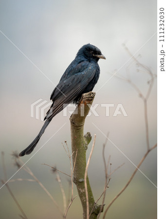 Black Drongo Perched on Dead Branch Black Drongo Perched on Dead Branch 111232030