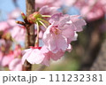 花付きがよく丈夫で鮮やかな陽光桜の花⑤ 111232381