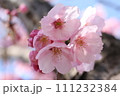 花付きがよく丈夫で鮮やかな陽光桜の花④ 111232384