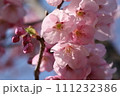 花付きがよく丈夫で鮮やかな陽光桜の花③ 111232386