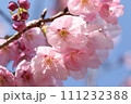 花付きがよく丈夫で鮮やかな陽光桜の花② 111232388